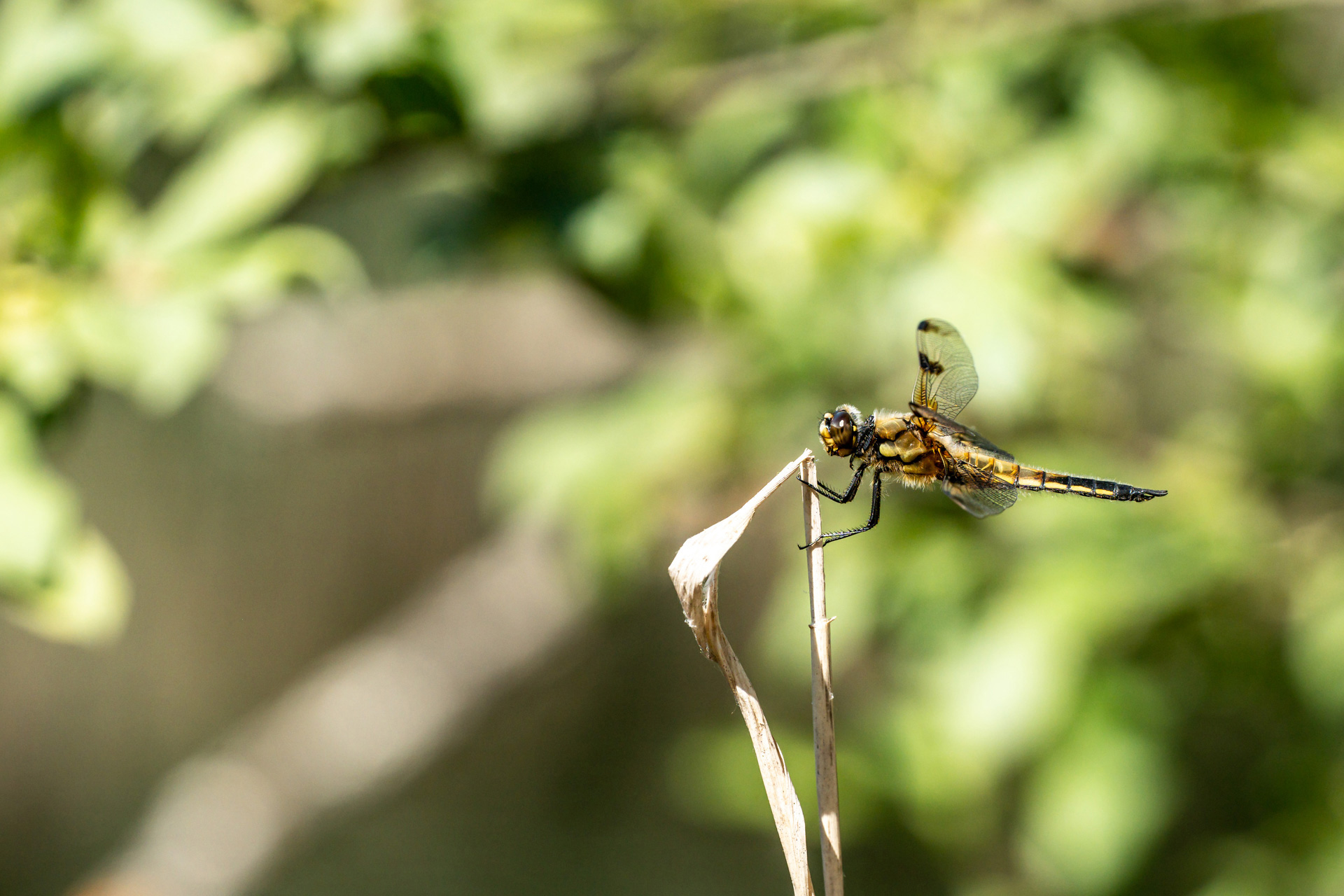 Dragonfly sitting on a stalk, foliage in the background