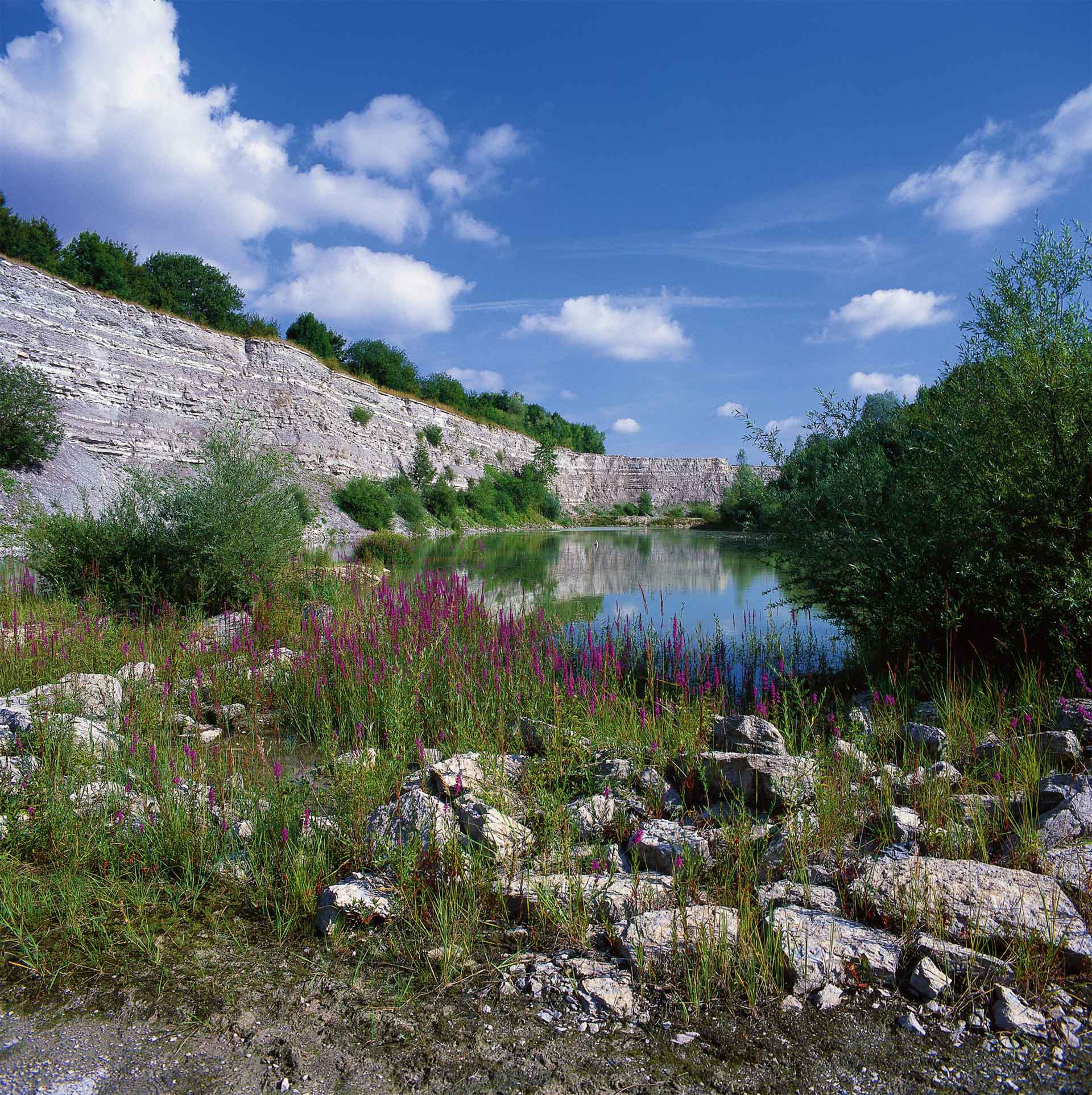 A serene quarry pond bordered by lush greenery and vibrant purple flowers under a clear blue sky