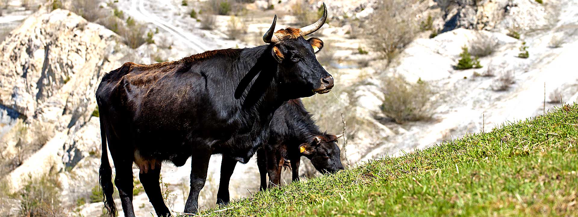 Eine Tauruskuh mit langen, gekrümmten Hörnern steht auf einem grasbewachsenen Hügel mit Blick auf eine felsige Landschaft. Ein kleineres Kalb grast neben ihr.