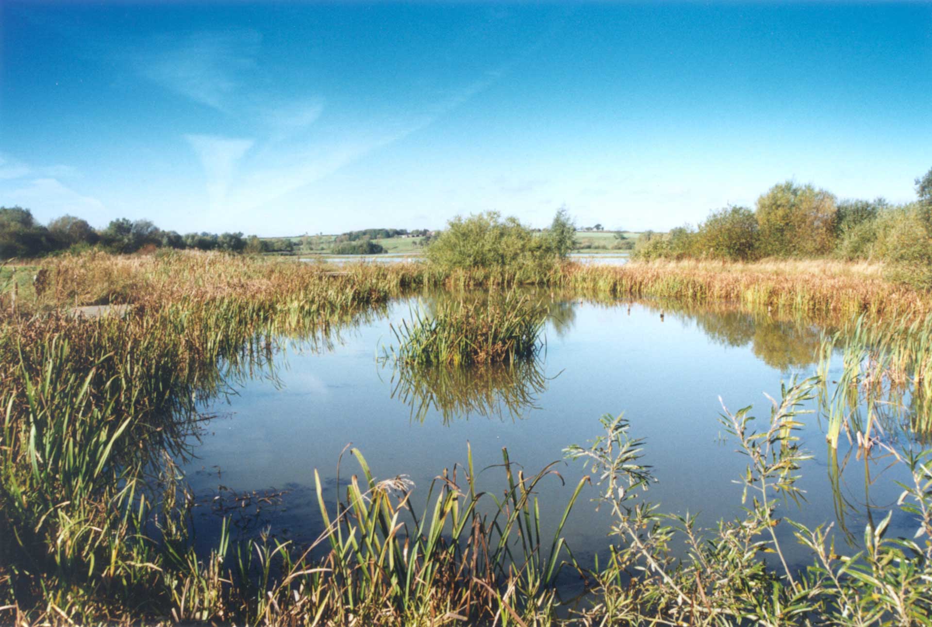 A serene water body with tall reeds growing around the edges. The water and reflects the blue sky.