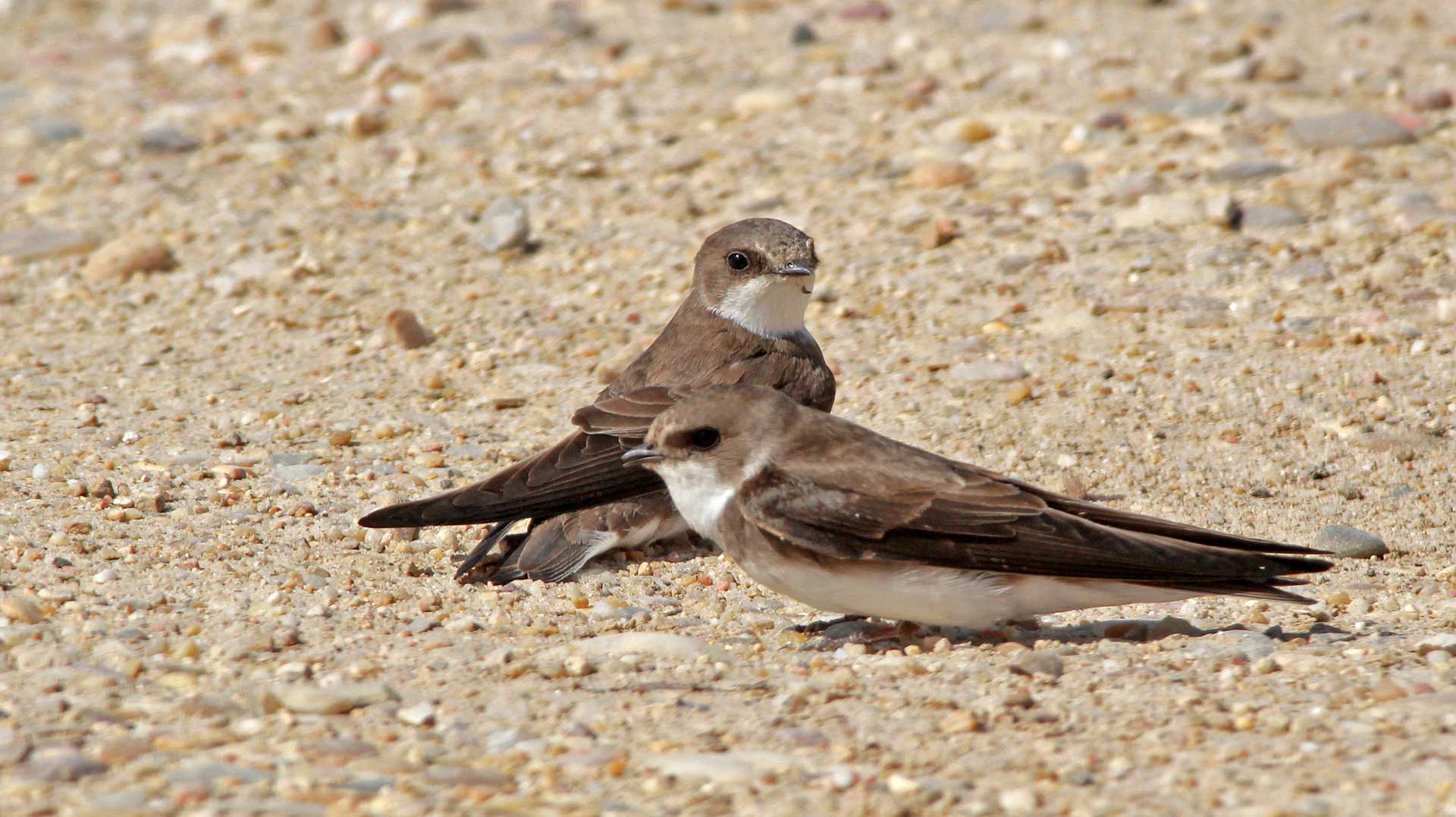 Zwei Uferschwalben ruhen auf einer Kiesfläche, wobei ein Vogel zur Kamera schaut und der andere nach vorne blickt und den Kopf leicht zur Seite gedreht hat.