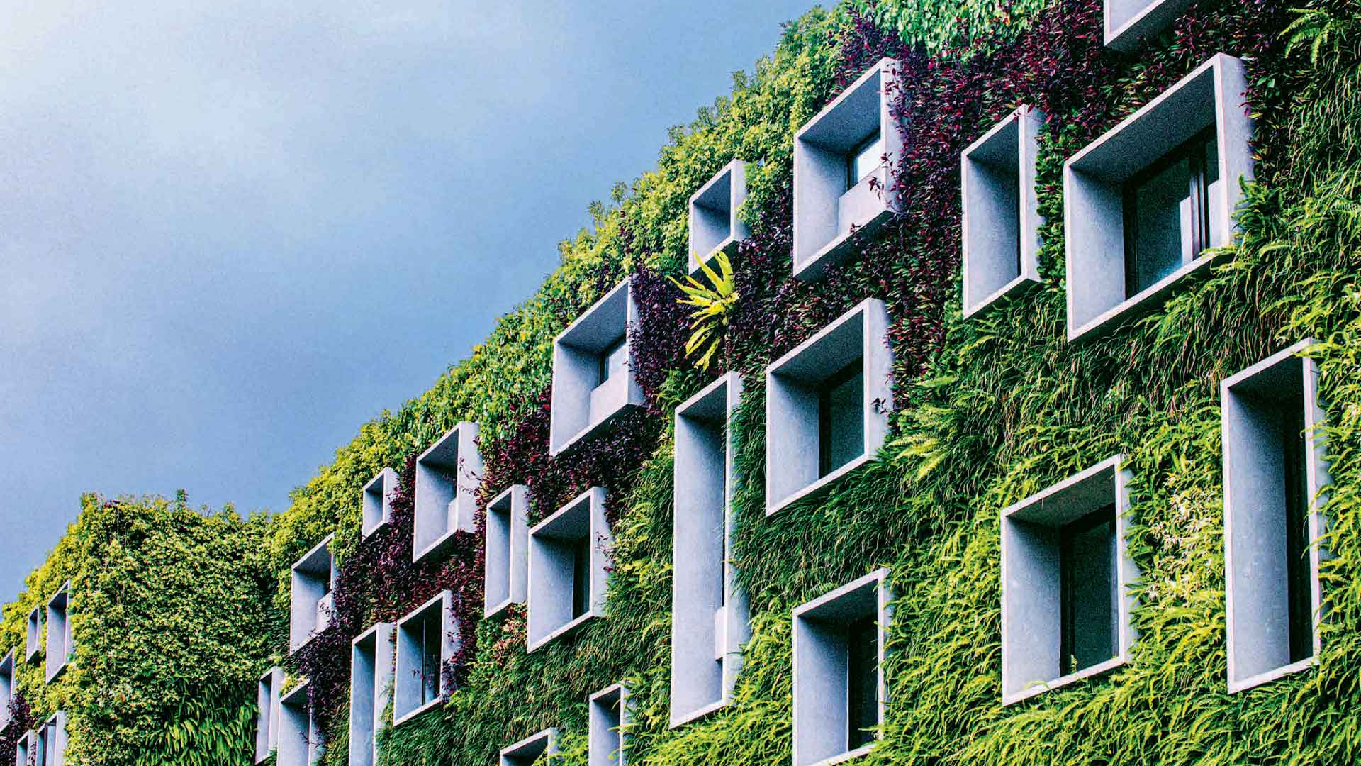 Detailaufnahme einer begrünten Hausfassade, im Hintergrund hellblauer Himmel