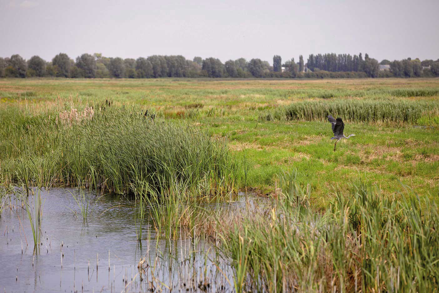 A person walking through a wetland area with tall grasses and a small pond.